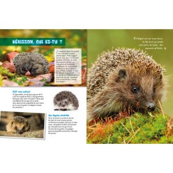 Le Hérisson - P'tit curieux