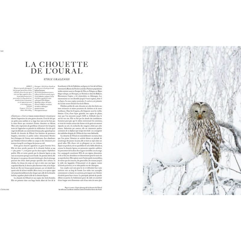 L'énigme de la chouette - 50 histoires illustrées L'énigme de la chouette - 50 histoires illustrées