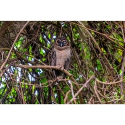 L'énigme de la chouette - 50 histoires illustrées L'énigme de la chouette - 50 histoires illustrées