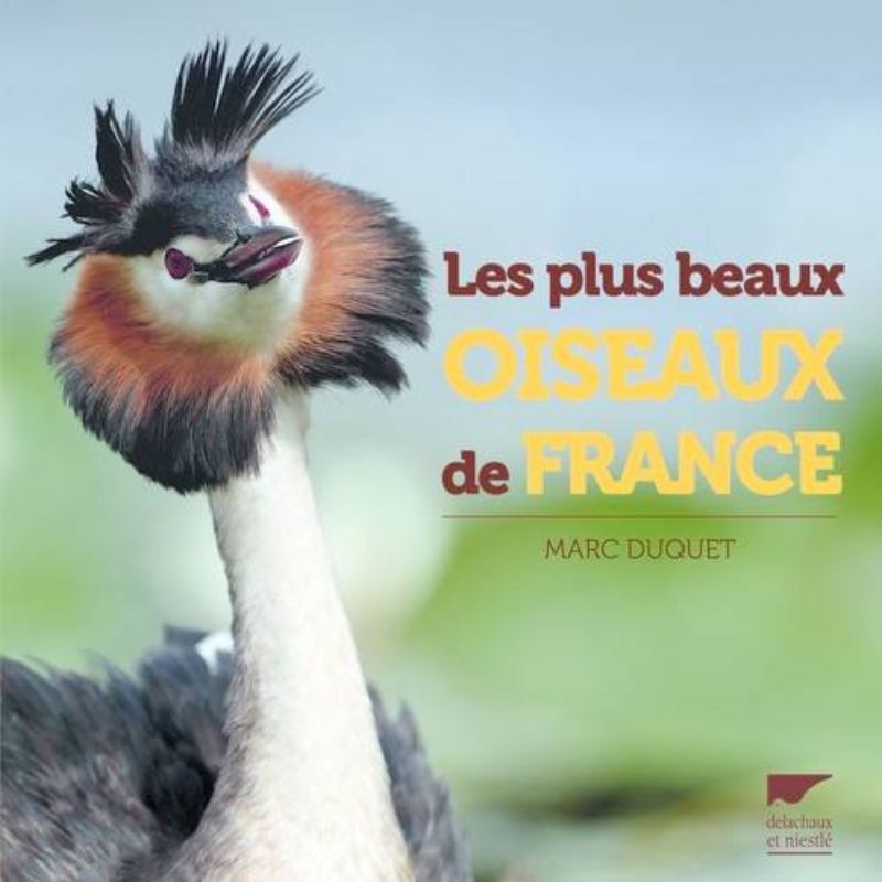 Les plus beaux oiseaux de France