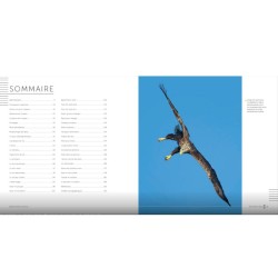 Des Plumes et des Ailes - Pourquoi et comment volent les oiseaux