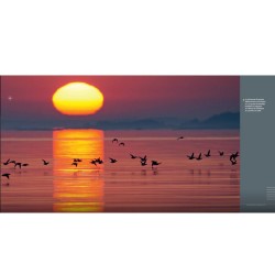 Des Plumes et des Ailes - Pourquoi et comment volent les oiseaux