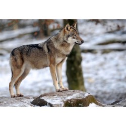 La Vallée des Loups La Vallée des Loups