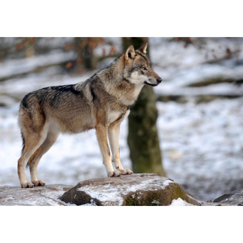 La Vallée des Loups