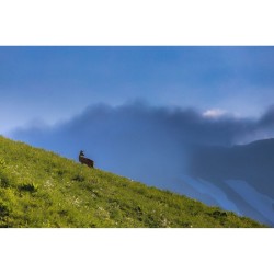 La Vallée des Loups La Vallée des Loups