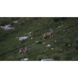 La Vallée des Loups La Vallée des Loups