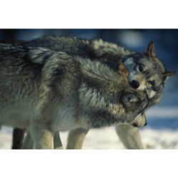 La Vallée des Loups La Vallée des Loups