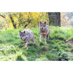 La Vallée des Loups La Vallée des Loups