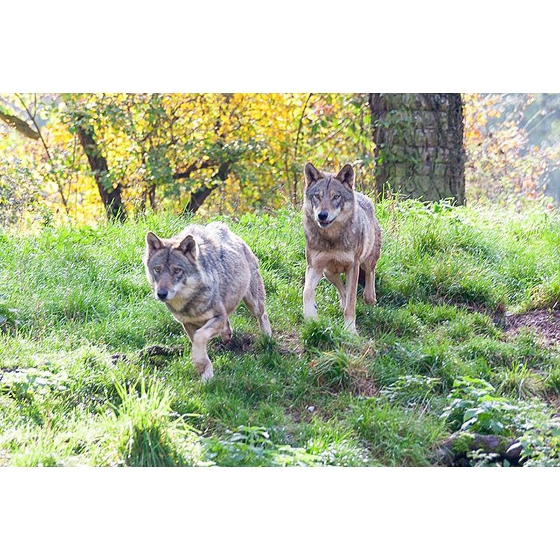 La Vallée des Loups