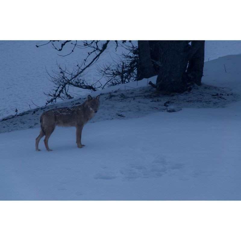 La Vallée des Loups