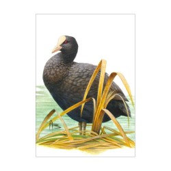 Foulque macroule - Carte d'André Buzin