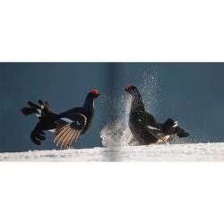 Les Gardiens de l'Alpe - Tétras-lyre, bartavelle et lagopède Les Gardiens de l'Alpe - Tétras-lyre, bartavelle et lagopède