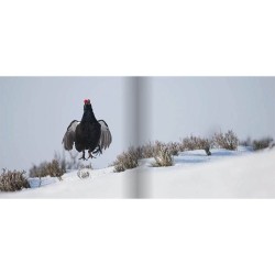 Les Gardiens de l'Alpe - Tétras-lyre, bartavelle et lagopède Les Gardiens de l'Alpe - Tétras-lyre, bartavelle et lagopède