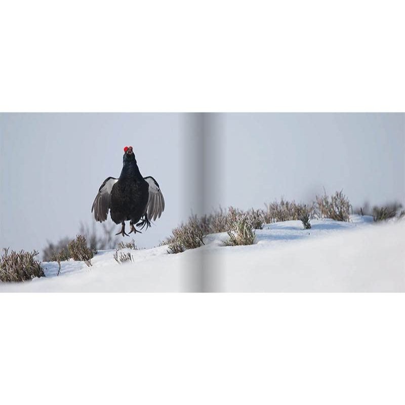 Les Gardiens de l'Alpe - Tétras-lyre, bartavelle et lagopède Les Gardiens de l'Alpe - Tétras-lyre, bartavelle et lagopède
