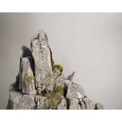 Les Gardiens de l'Alpe - Tétras-lyre, bartavelle et lagopède Les Gardiens de l'Alpe - Tétras-lyre, bartavelle et lagopède