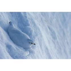 Les Gardiens de l'Alpe - Tétras-lyre, bartavelle et lagopède Les Gardiens de l'Alpe - Tétras-lyre, bartavelle et lagopède