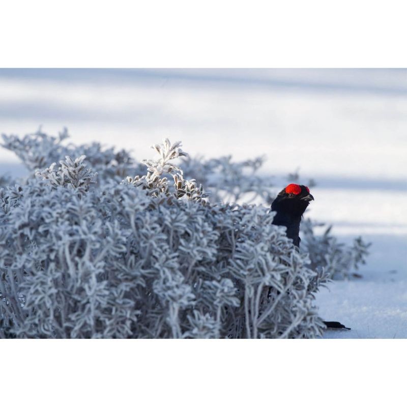 Les Gardiens de l'Alpe - Tétras-lyre, bartavelle et lagopède Les Gardiens de l'Alpe - Tétras-lyre, bartavelle et lagopède