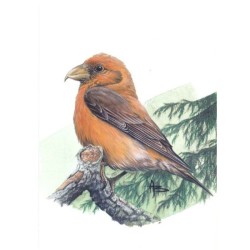 Beccroisé des sapins - Carte d'André Buzin