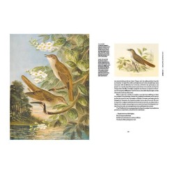 Incroyables oiseaux Incroyables oiseaux