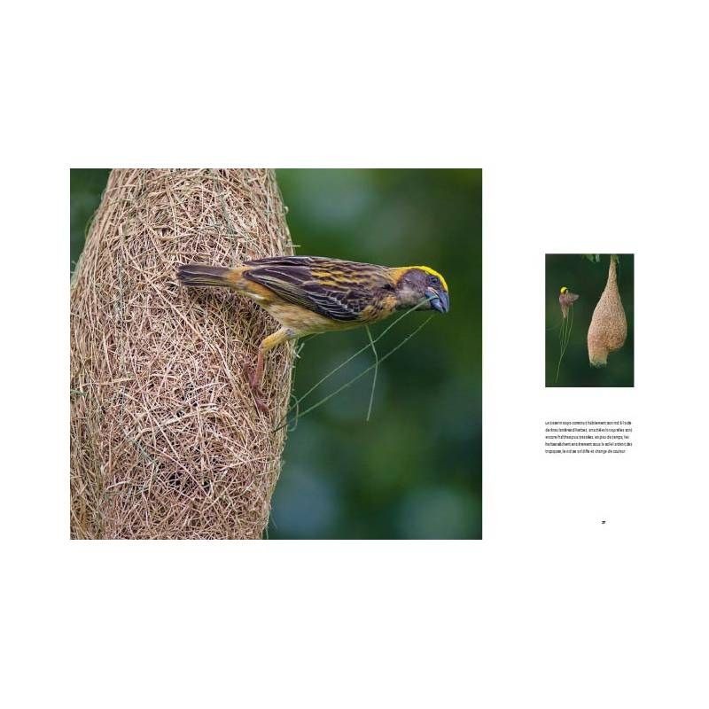 Animaux architectes - Les merveilles de la nature Animaux architectes - Les merveilles de la nature