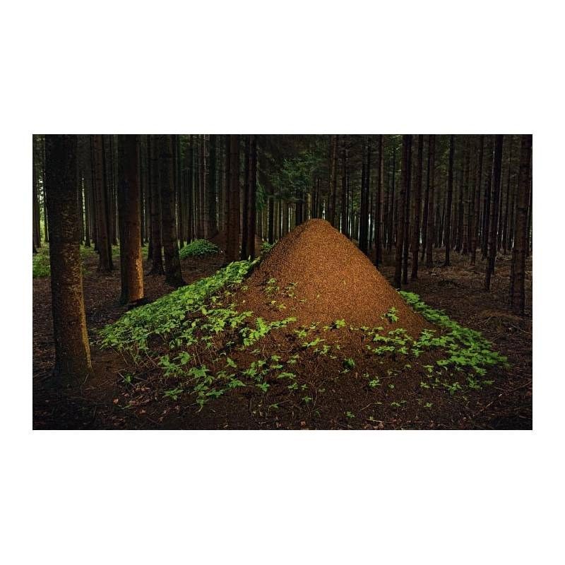 Animaux architectes - Les merveilles de la nature Animaux architectes - Les merveilles de la nature