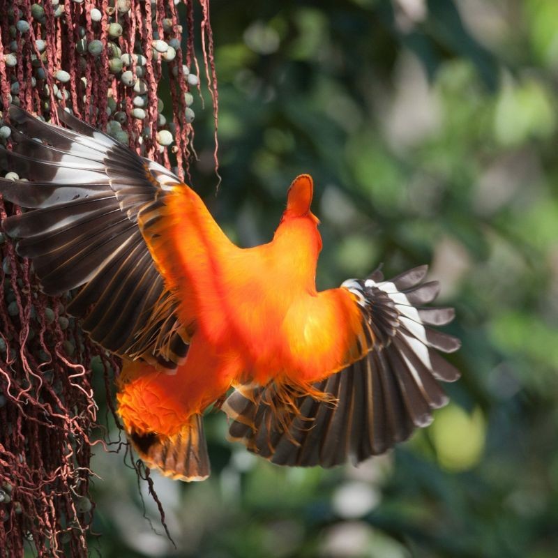 Les oiseaux de Guyane Les oiseaux de Guyane