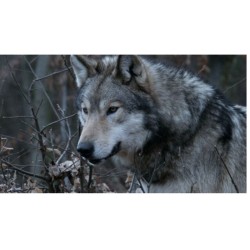 Vivre avec les Loups