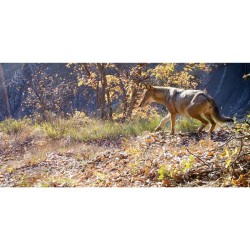 Vivre avec les Loups