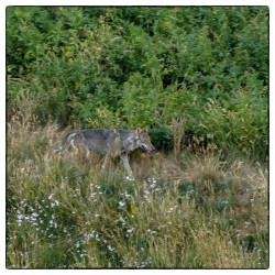 Vivre avec les Loups