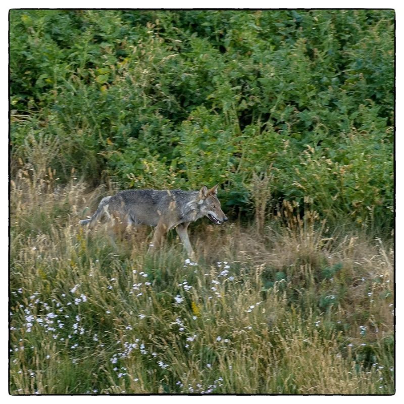 Vivre avec les Loups