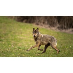 Vivre avec les Loups