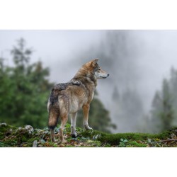 Vivre avec les Loups