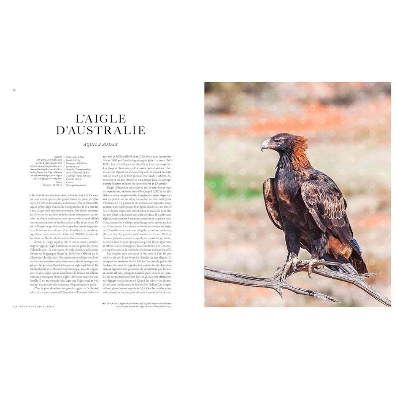 Aigles du monde - 70 espèces de légende Aigles du monde - 70 espèces de légende