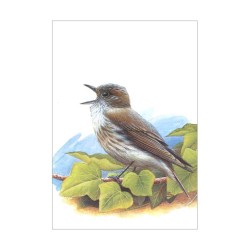 Gobemouche gris - Carte d'André Buzin