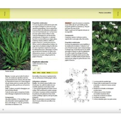 Plantes sauvages comestibles - Les 200 espèces courantes les plus importantes, les reconnaître, les récolter, les utiliser