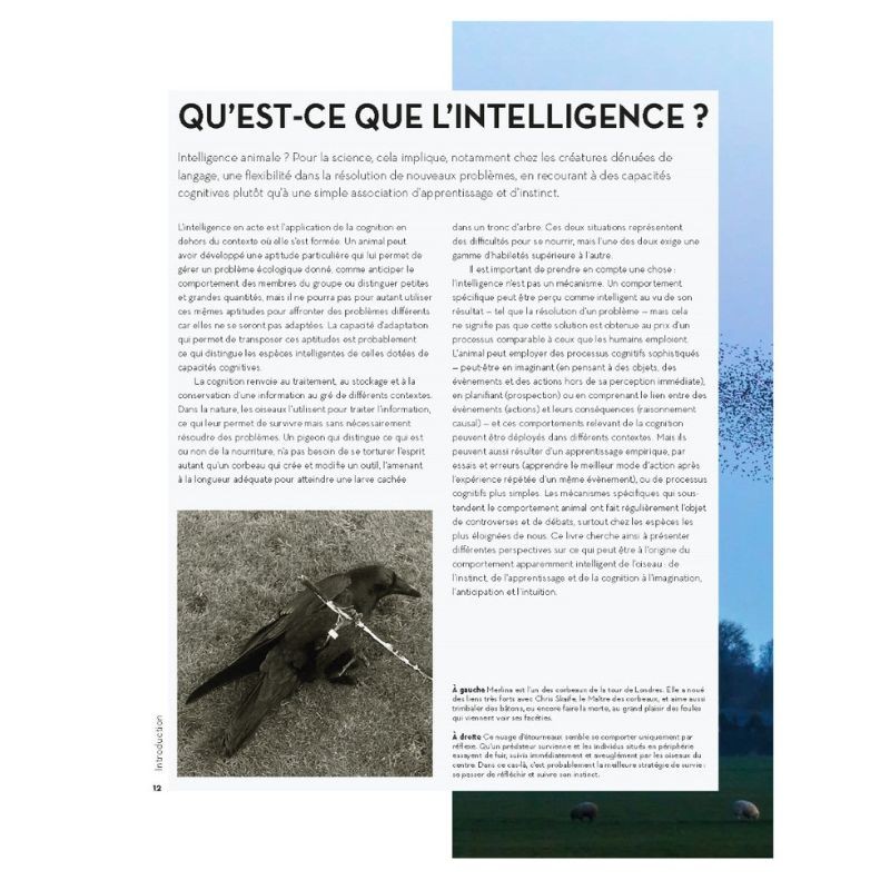 L'étonnante intelligence des oiseaux