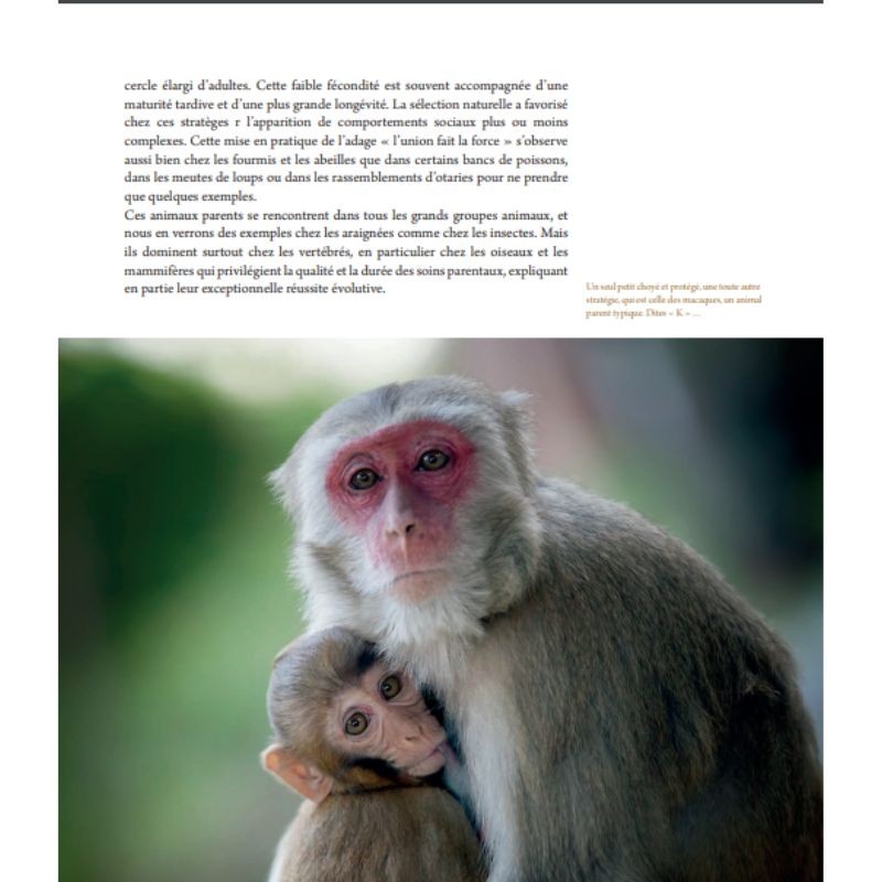 L'art d'être parent chez les animaux