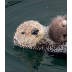 L'art d'être parent chez les animaux