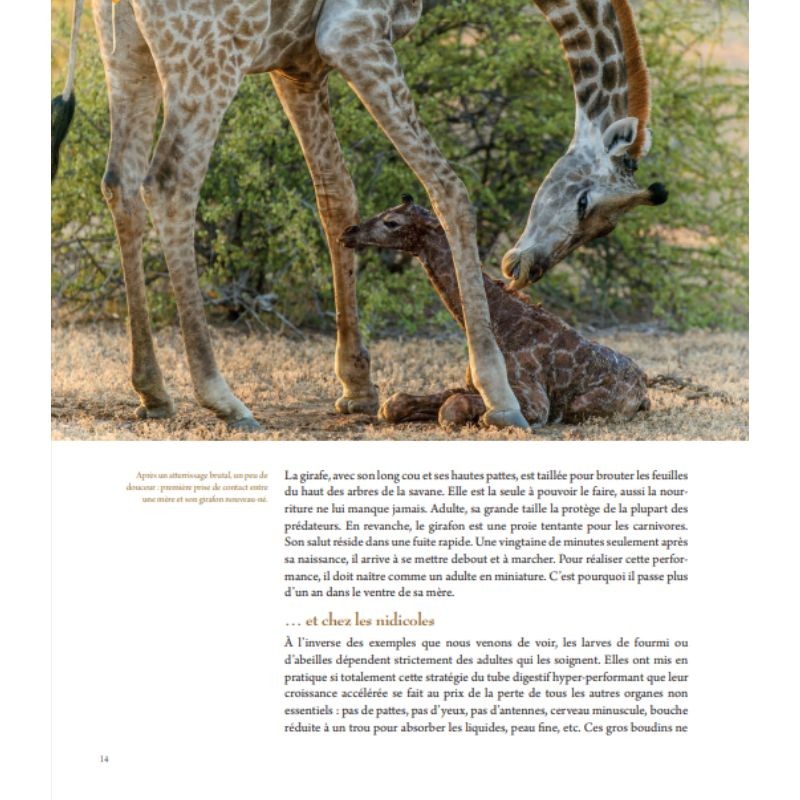 L'art d'être parent chez les animaux