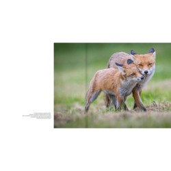 L'odyssée du renard