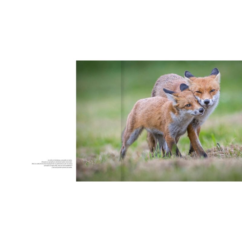 L'odyssée du renard