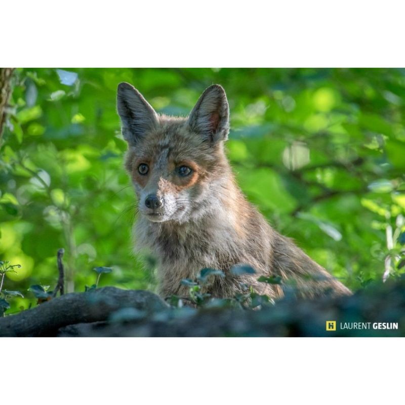 L'odyssée du renard