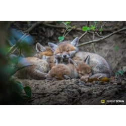 L'odyssée du renard