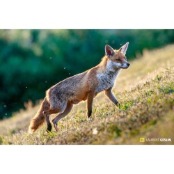 L'odyssée du renard