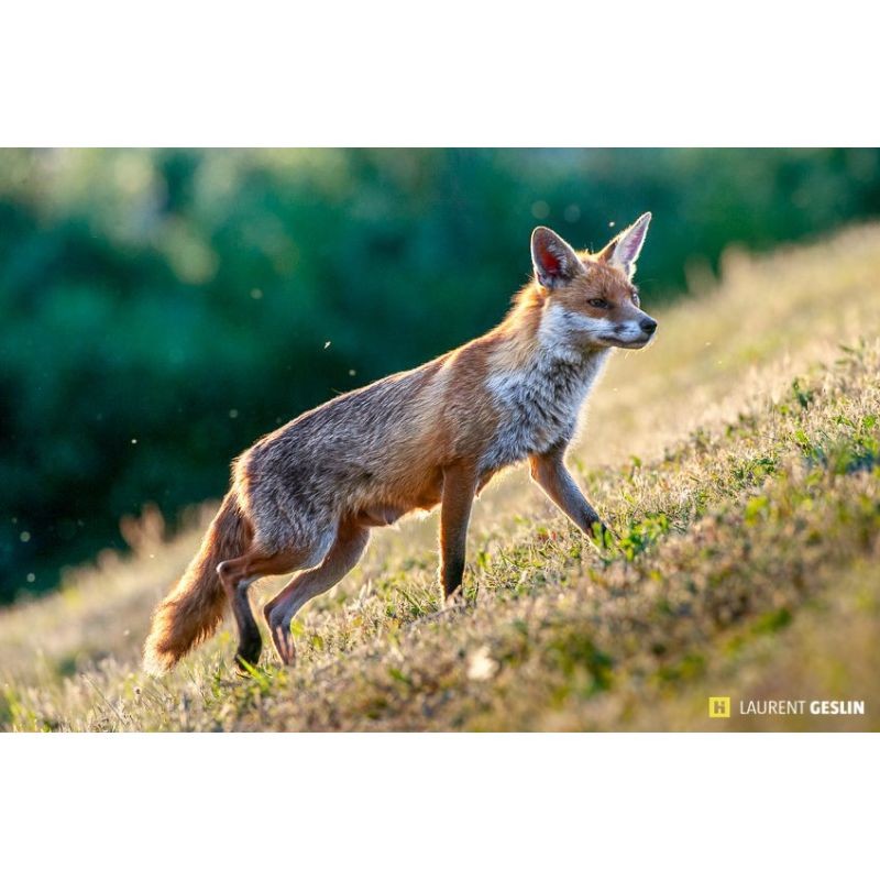 L'odyssée du renard