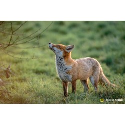 L'odyssée du renard