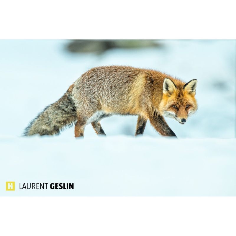 L'odyssée du renard