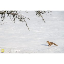 L'odyssée du renard
