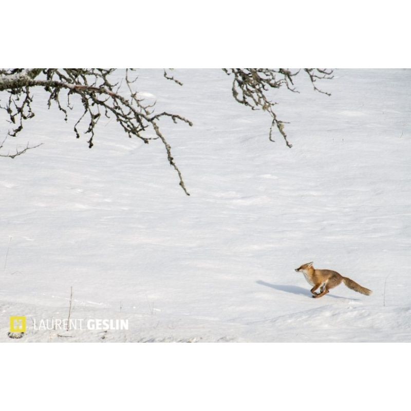 L'odyssée du renard