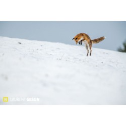 L'odyssée du renard